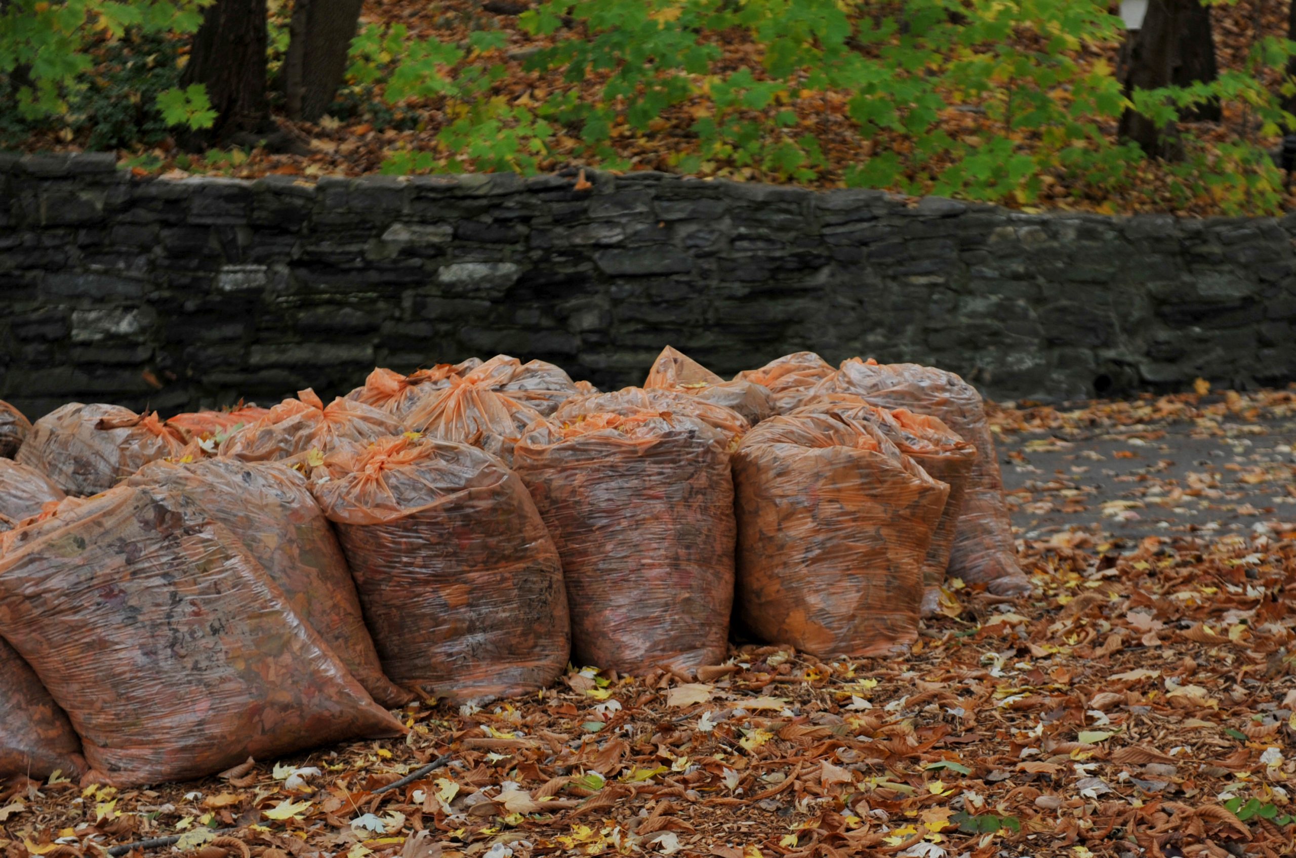 Ils fabriquent des sacs à base de feuilles mortes pour préserver  l'environnement.  (🌍) Ils font des sacs avec des feuilles mortes. 🍂 La  technologie Releaf se développe depuis 2017 et elle